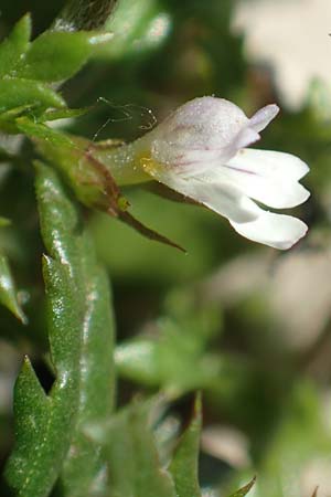 Euphrasia salisburgensis \ Salzburger Augentrost / Irish Eyebright, D Pfronten 28.6.2016