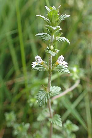 Euphrasia stricta \ Steifer Augentrost, D Schwarzwald, Unterstmatt 4.8.2016