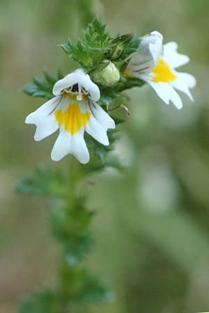 Euphrasia stricta \ Steifer Augentrost, D Odenwald, Michelstadt 10.9.2016