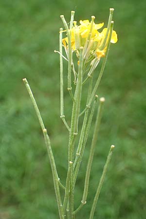 Erysimum virgatum / Hawkweed-Leaved Treacle Mustard, D Mannheim 30.5.2017