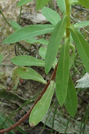 Euphorbia platyphyllos \ Breitblttrige Wolfsmilch / Broad-Leaved Spurge, D Philippsburg 7.7.2018