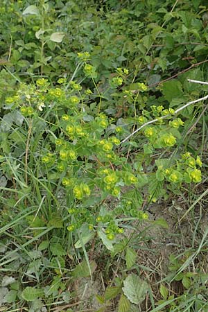 Euphorbia platyphyllos \ Breitblttrige Wolfsmilch / Broad-Leaved Spurge, D Philippsburg 7.7.2018