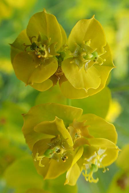 Euphorbia saratoi \ Schein-Ruten-Wolfsmilch / Twiggy Spurge, D Mannheim 5.5.2019