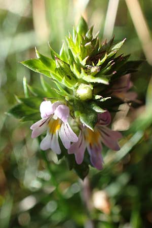 Euphrasia stricta \ Steifer Augentrost, D Schwarzwald, Hornisgrinde 4.9.2019