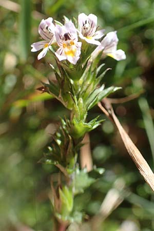 Euphrasia stricta \ Steifer Augentrost / Drug Eyebright, D Schwarzwald/Black-Forest, Hornisgrinde 4.9.2019