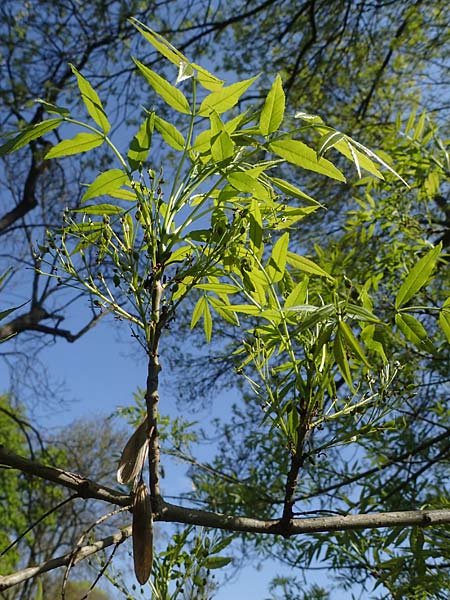 Fraxinus excelsior / Ash, D Mannheim 28.4.2021