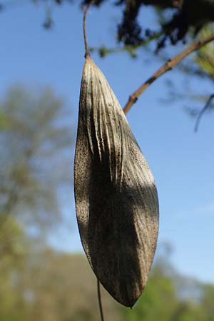 Fraxinus excelsior \ Gewhnliche Esche / Ash, D Mannheim 28.4.2021