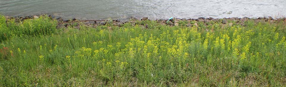 Euphorbia saratoi \ Schein-Ruten-Wolfsmilch / Twiggy Spurge, D Mannheim 15.5.2021