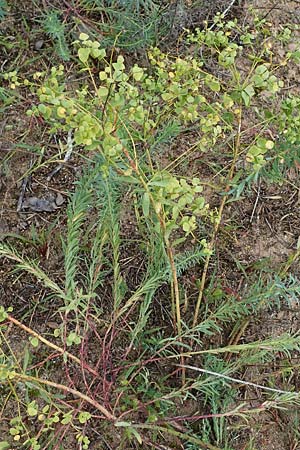Euphorbia seguieriana \ Steppen-Wolfsmilch / Seguier's Spurge, D Lampertheim 27.8.2021