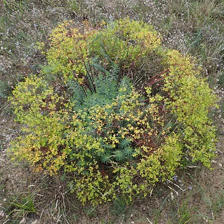 Euphorbia seguieriana / Seguier's Spurge, D Lampertheim 27.8.2021