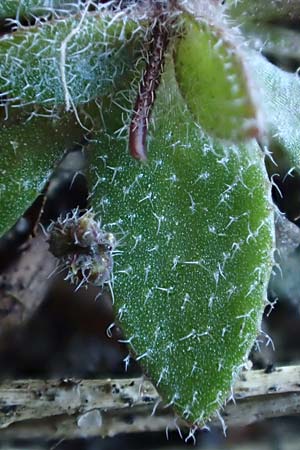 Draba spathulata \ Rundfrchtiges Hungerblmchen / Pound-Podded Whitlowgrass, D Mannheim-Rheinau 5.3.2022