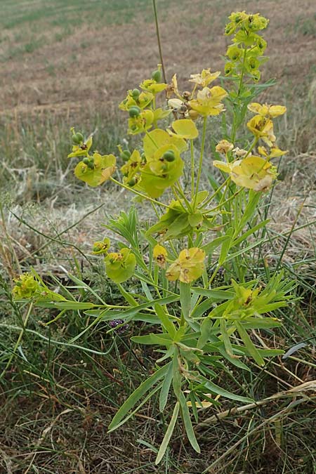Euphorbia seguieriana \ Steppen-Wolfsmilch / Seguier's Spurge, D Sachsen-Anhalt, Könnern 11.6.2022