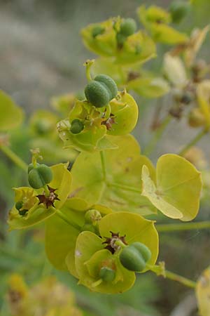 Euphorbia seguieriana \ Steppen-Wolfsmilch / Seguier's Spurge, D Sachsen-Anhalt, Könnern 11.6.2022