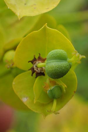 Euphorbia seguieriana / Seguier's Spurge, D Sachsen-Anhalt, Könnern 11.6.2022