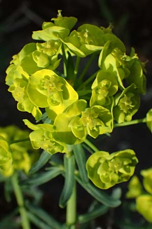 Euphorbia saratoi \ Schein-Ruten-Wolfsmilch / Twiggy Spurge, D Mannheim 31.3.2024