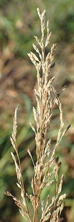 Eragrostis virescens \ Grnliches Liebesgras / Mexican Love Grass, D Frankfurt-Oberrad 22.8.2015