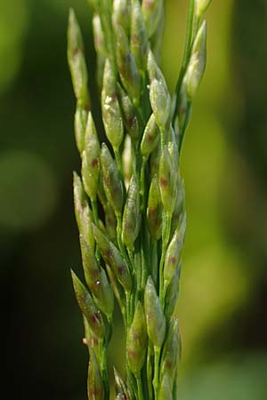 Eragrostis virescens \ Grnliches Liebesgras / Mexican Love Grass, D Frankfurt-Oberrad 22.8.2015