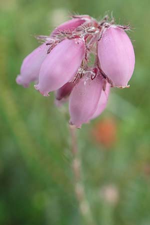 Erica tetralix \ Moor-Glockenheide / Cross-Leaved Heath, D Heiliges Meer (Kreis Steinfurt) 10.9.2020