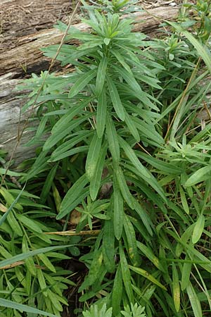 Euphorbia verrucosa \ Warzen-Wolfsmilch / Warty Spurge, D Weißenthurm-Kaltenengers 27.9.2017