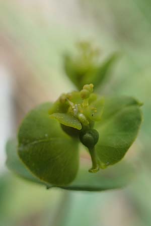 Euphorbia verrucosa \ Warzen-Wolfsmilch, D Weißenthurm-Kaltenengers 27.9.2017