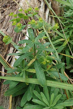 Euphorbia verrucosa \ Warzen-Wolfsmilch / Warty Spurge, D Weißenthurm-Kaltenengers 27.9.2017