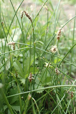 Eleocharis palustris agg. \ Gewhnliche Sumpfbinse, Gemeine Sumpfsimse / Common Spike Rush, D Alsbach-Hähnlein 28.4.2018