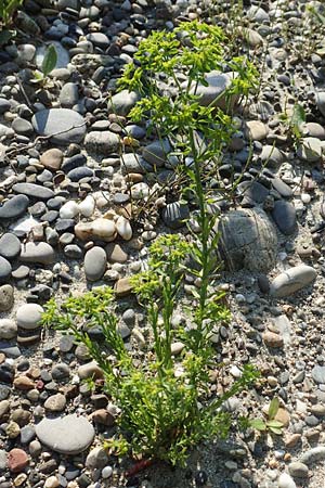 Euphorbia exigua \ Kleine Wolfsmilch / Dwarf Spurge, D Hartheim 5.6.2018