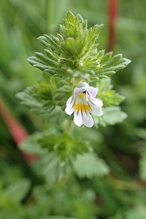 Euphrasia rostkoviana \ Gewhnlicher Augentrost / Common Eyebright, D Winterberg 15.6.2018