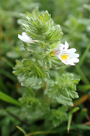 Euphrasia rostkoviana / Common Eyebright, D Winterberg 15.6.2018