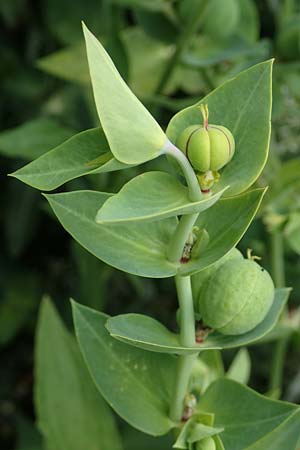 Euphorbia lathyris \ Kreuzblttrige Wolfsmilch / Caper Spurge, D Grünstadt-Asselheim 19.6.2018