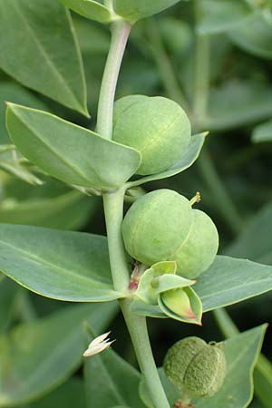 Euphorbia lathyris \ Kreuzblttrige Wolfsmilch / Caper Spurge, D Grünstadt-Asselheim 19.6.2018