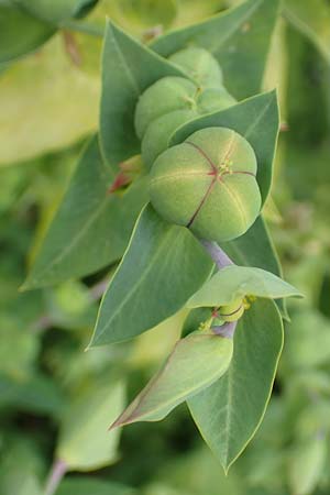 Euphorbia lathyris \ Kreuzblttrige Wolfsmilch / Caper Spurge, D Grünstadt-Asselheim 19.6.2018