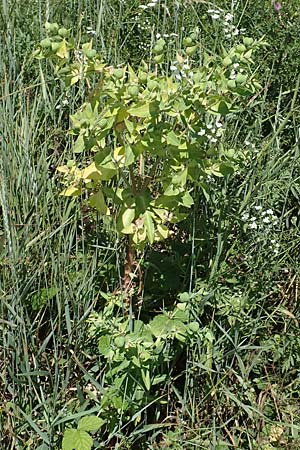 Euphorbia lathyris \ Kreuzblttrige Wolfsmilch / Caper Spurge, D Grünstadt-Asselheim 19.6.2018