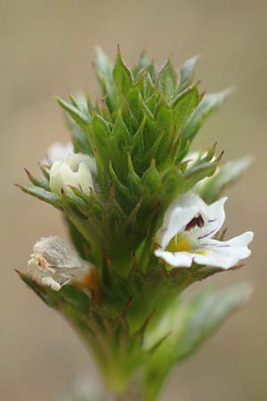 Euphrasia diekjobstii \ Kleinbltiger Steifer Augentrost, D Drover Heide 9.7.2018