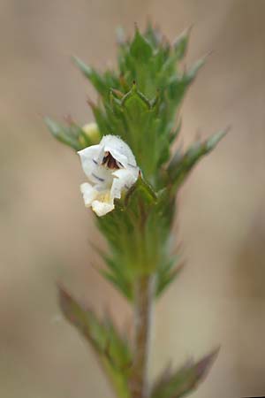 Euphrasia diekjobstii \ Kleinbltiger Steifer Augentrost / Diekjobst's Eyebright, D Drover Heide 9.7.2018