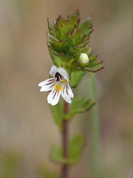 Euphrasia diekjobstii \ Kleinbltiger Steifer Augentrost, D Drover Heide 9.7.2018