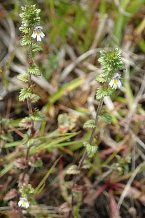 Euphrasia nemorosa / Common Eyebright, D Hunsrück, Börfink 18.7.2020