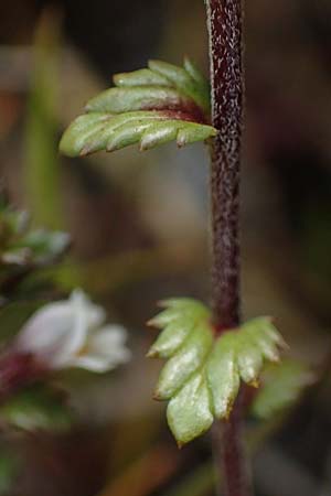 Euphrasia nemorosa \ Hain-Augentrost / Common Eyebright, D Hunsrück, Börfink 18.7.2020