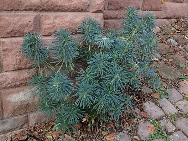 Euphorbia characias \ Palisaden-Wolfsmilch / Large Mediterranean Spurge, D Heidelberg 10.11.2021