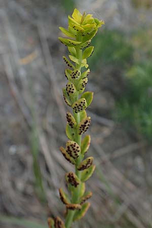 Euphorbia cyparissias \ Zypressen-Wolfsmilch / Cypress Spurge, D Thüringen, Erfurt 6.6.2022