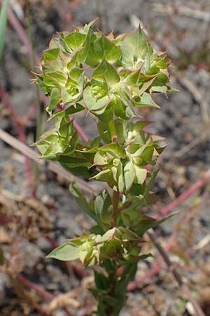 Euphorbia falcata \ Sichel-Wolfsmilch, Spitzblttrige Wolfsmilch / Sickle Spurge, D Thüringen, Tunzenhausen 14.6.2023