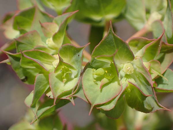 Euphorbia falcata \ Sichel-Wolfsmilch, Spitzblttrige Wolfsmilch / Sickle Spurge, D Thüringen, Tunzenhausen 14.6.2023