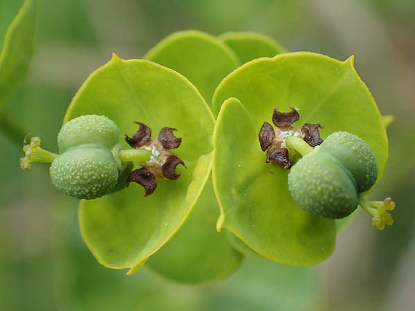 Euphorbia esula / Leafy Spurge, D Thüringen, Tunzenhausen 14.6.2023