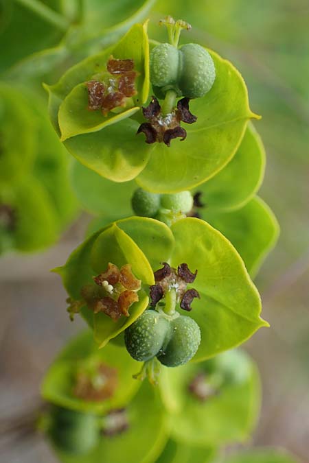 Euphorbia esula / Leafy Spurge, D Thüringen, Tunzenhausen 14.6.2023