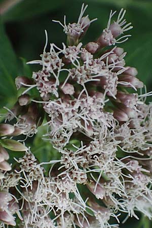 Eupatorium cannabinum \ Wasserdost, D Pfalz,  Dannstadt 20.7.2023