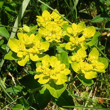 Euphorbia verrucosa \ Warzen-Wolfsmilch / Warty Spurge, D Kohlstetten 2.6.2015