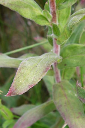 Epilobium parviflorum \ Kleinbltiges Weidenrschen / Hoary Willowherb, Small-Flowered Willowherb, D Worms 23.8.2015