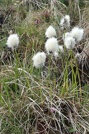 Eriophorum vaginatum \ Scheiden-Wollgras / Hare's-Tail Cotton Grass, D Schwarzwald/Black-Forest, Feldberg 27.5.2017