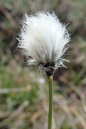 Eriophorum vaginatum \ Scheiden-Wollgras, D Schwarzwald, Feldberg 27.5.2017