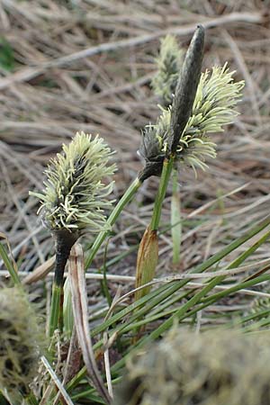 Eriophorum vaginatum \ Scheiden-Wollgras / Hare's-Tail Cotton Grass, D Schwarzwald/Black-Forest, Feldberg 27.5.2017